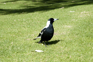 Australian Magpie