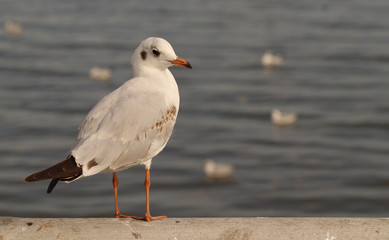 Seagull