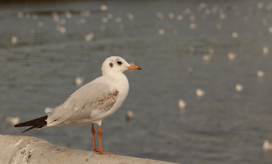 Fototapeta premium Seagull