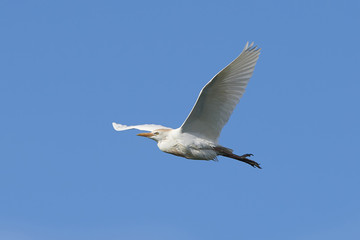 cattle egret (Bubulcus ibis)