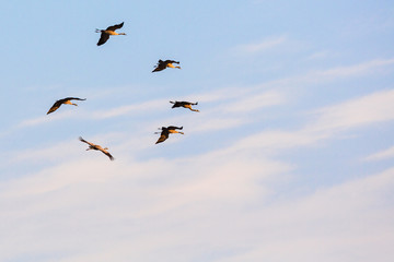 Flock of cranes fly in the sky