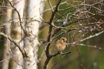 Female Chaffinch on a branch