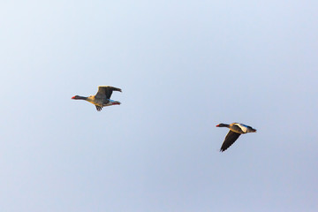 Greylag geese flying