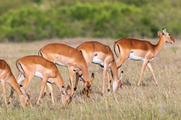 Female Impala antelopes grazing
