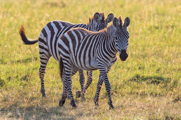 Zebras at the savanna