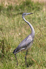 Fototapeta premium Black-headed heron walking in the high grass