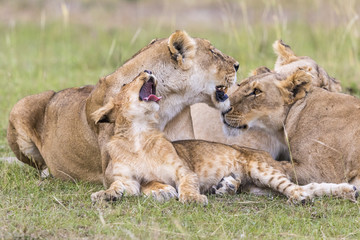 Fototapeta na wymiar Yawning Lion Cub with his flock of lions