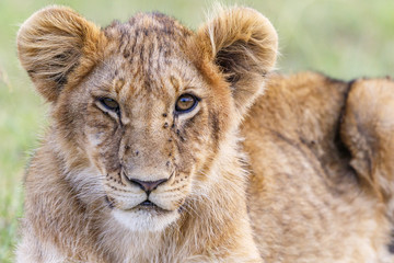 Portrait of a lion cub with flies on the nose