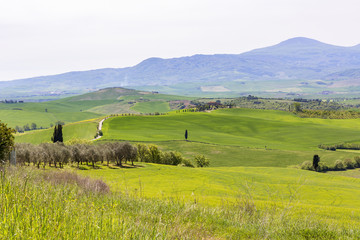 Farmland and an olive grove in Tuscany's rolling landscape