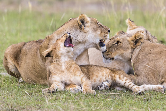 Yawning Lion Cub with his flock of lions