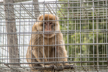 Berberaffe in winzigem Käfig eingesperrt