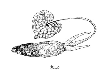 Hand Drawn of Wasabi Root, Also Known as Japanese Horseradish