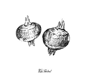 Hand Drawn of Water Chestnut Plant on White Background