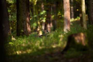 Dama dama. Photo was taken in the Czech Republic. Free nature. Beautiful animal image. Forest. Autumn colors. 