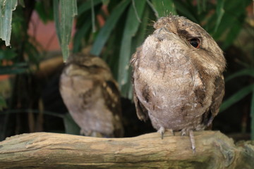 frogmouth sitting on a tree branch