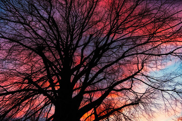 Baum im Abendrot