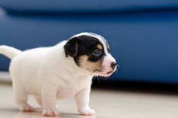 A very young jack russell terrier puppy dog is walking around the floor at home.