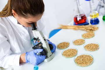 Young female scientist inspecting quality wheat