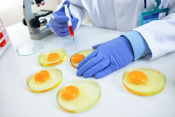Quality control expert inspecting at chicken eggs