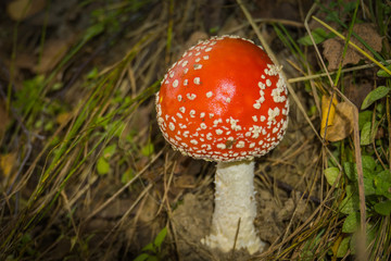 Amanita in the Forest