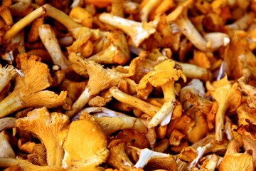 batch of fresh mushrooms