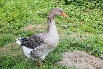 Hausgans