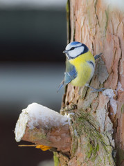eurasian blue tit in winter, cyanistes caeruleus