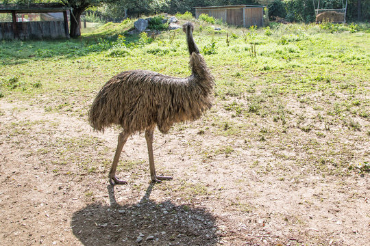 großer Emu