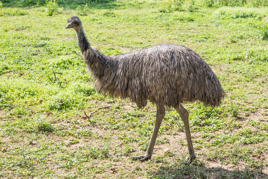 großer Emu