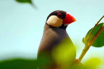 Java sparrow, padda oryzivora sitting between blurry leaves