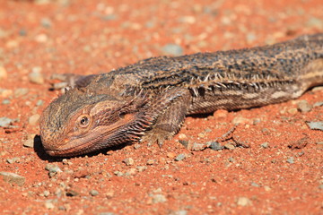 thorny dragon on hot sand in central australia