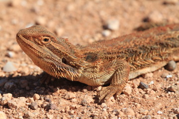 thorny dragon on hot sand in central australia