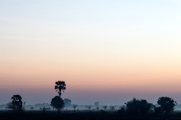 Tree and coconut trees in early morning
