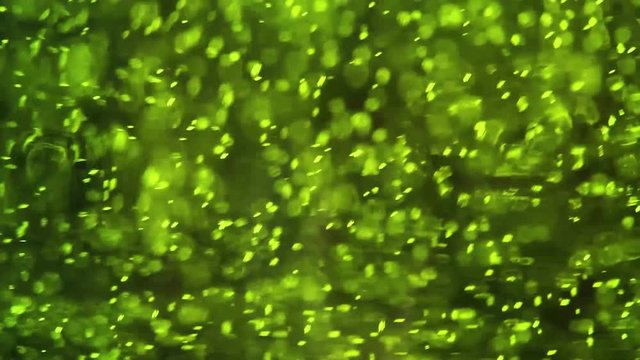 Bubbles in green glass of beer close up macro.