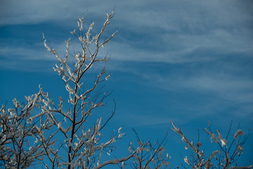 Winter landscape and snow in Slovenia