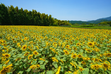 Fototapeta premium 夏の風景
