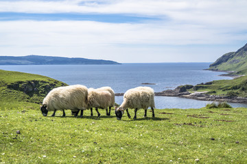 Sheep and goat at the bay called Camas nan Geall, Ardnamurchan