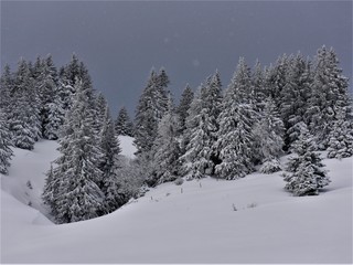 sapins enneigé sous ciel gris