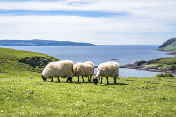 Sheep and goat at the bay called Camas nan Geall, Ardnamurchan