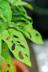 Potted green tropical house plants in pots.Monstera pertusa. Decoration of the interior.