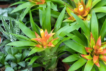 Obraz premium Potted green tropical house plants in pots. Aechmea distichantha, Weilbachii Bromeliaceae. Decoration of the interior.