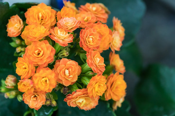 Potted green tropical house plants in pots. Echinacea, angustifolia. Decoration of the interior.