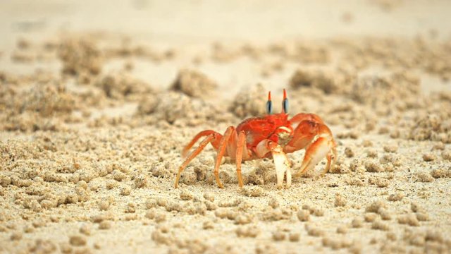 ghost crab on on cerro brujo beach on isla san cristobal in the galapagos islands, ecuador