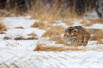 Siberian tiger (Panthera tigris tigris) also called Amur tiger.The tiger is reddish-rusty, or rusty-yellow in color, with narrow black transverse stripes.