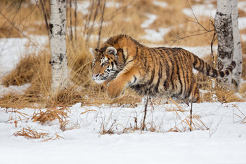 Siberian tiger (Panthera tigris tigris) also called Amur tiger.The tiger is reddish-rusty, or...
