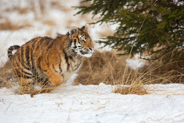 Siberian tiger (Panthera tigris tigris) also called Amur tiger.The tiger is reddish-rusty, or rusty-yellow in color, with narrow black transverse stripes.