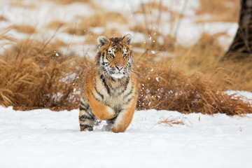 Siberian tiger (Panthera tigris tigris) also called Amur tiger.The tiger is reddish-rusty, or rusty-yellow in color, with narrow black transverse stripes.
