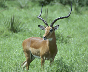 Impala antelope in Samburu National park, Kenya