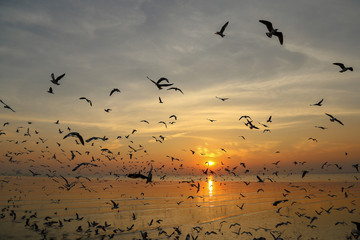 Plakaty  Piękne niebo o zmierzchu z sylwetkami ptaków na plaży