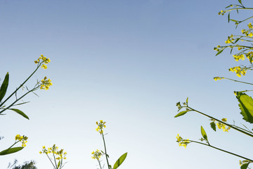 Mustard Fields - Brassica rapa